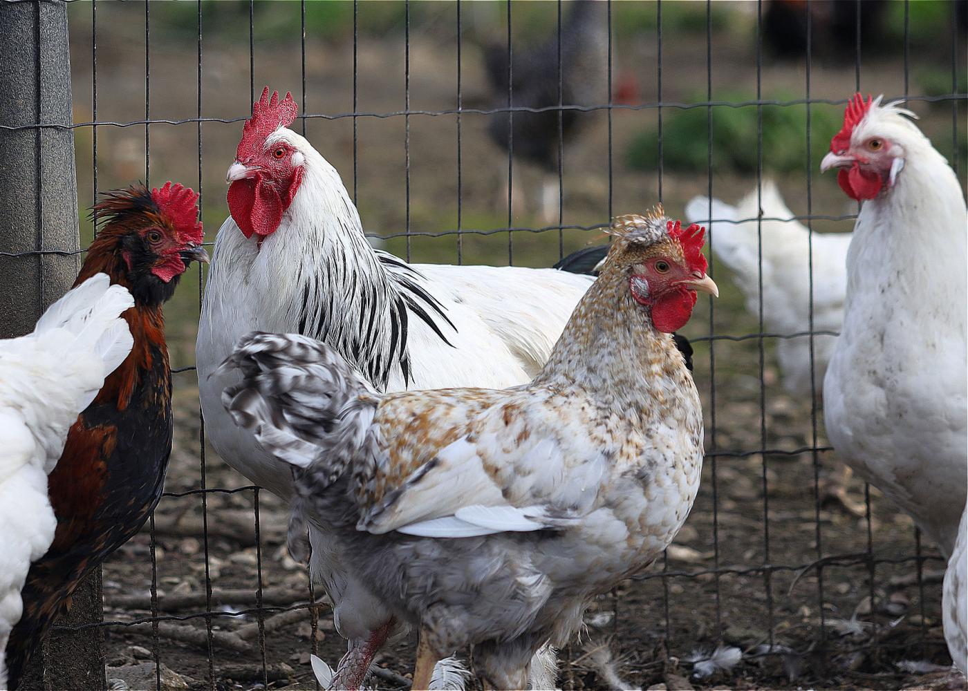 20 Ways To Protect Your Chickens From Predators Wild List 