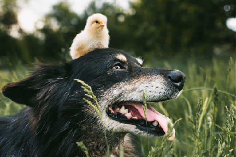how to deal with dogs and chickens