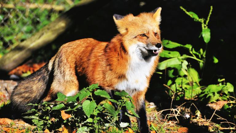 7 deadliest chicken predators the red fox